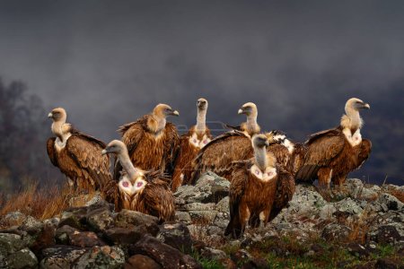 Kampf dem Schakal mit einer Gruppe Geier. Gänsegeier, Gyps fulvus, große Greifvögel, die auf dem felsigen Berg sitzen, natürlicher Lebensraum, Madzarovo, Bulgarien, Ostrhodopen. Wildtiere vom Balkan.
