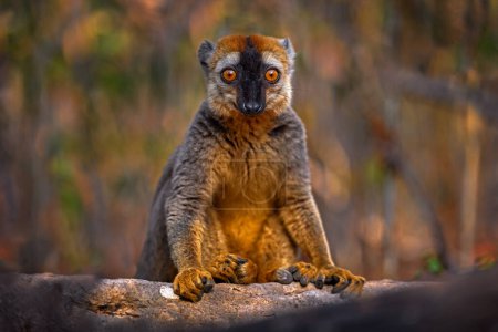 Téléchargez les photos : Lemur detail close-up portrait. Red-fronted brown Lemurs, Eulemur fulvus rufus, Kirindy Forest in Madagascar. Grey brown monkey on tree, in the forest habitat, Endemic i Madagascar. Wildlife nature. - en image libre de droit