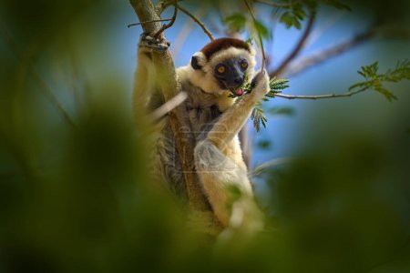 Foto de Retrato de Lemur en el bosque. Wildlife Madagascar, Verreauxs Sifaka, Propithecus verreauxi, monkey head detail in Kirindy Forest, Madagascar. Lemur en el hábitat natural. Sifaka en el árbol, día alegre. - Imagen libre de derechos
