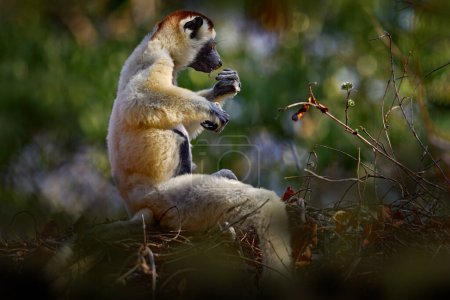 Téléchargez les photos : Wildlife Madagascar, Verreauxs Sifaka, Propithecus verreauxi, dans la forêt de Kirindy, Madagascar. Lémurien dans l'habitat naturel. Sifaka sur l'arbre, journée ensoleillée. - en image libre de droit