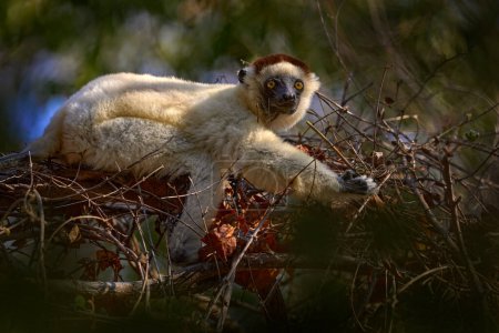 Photo for Lemur portrait in the forest. Wildlife Madagascar, Verreauxs Sifaka, Propithecus verreauxi, monkey head detail in Kirindy Forest, Madagascar. Lemur in the nature habitat. Sifaka on the tree, snny day. - Royalty Free Image