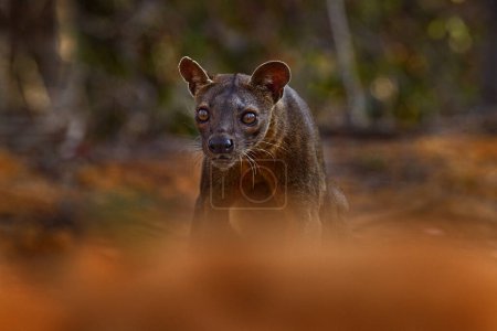 Foto de Fosa, animal endémico raro, Bosque Kirindy en Madagascar. Fosa en el hábitat natural. - Imagen libre de derechos