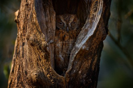 Téléchargez les photos : Torotoroka scops hibou, Otus madagascariensis, Kirindy Forest, oiseau endémique rare dans le nid de trou d'arbre. Hibou sauvage à Madagascar en Afrique. Oiseau dans l'habitat, faune naturelle. - en image libre de droit