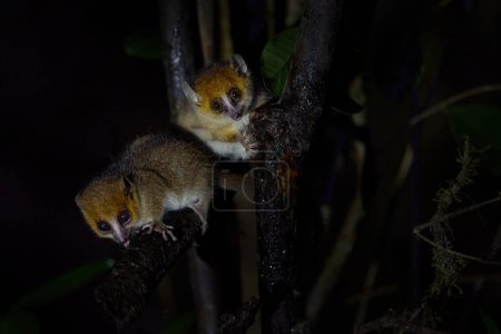 Ratón rufo Lemur, Microcebus rufus, Ranomafana NP, pequeño lémur nocturno en el hábitat natural. Pequeño mono endémico en el bosque, Madagascar en África. Naturaleza vida silvestre.