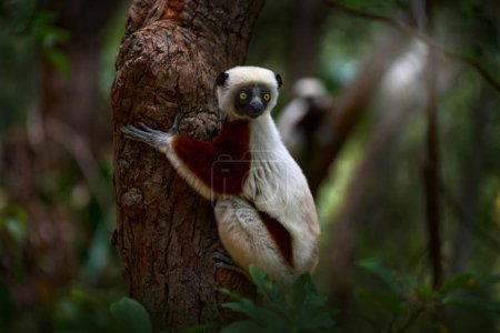 Téléchargez les photos : Wild Madagascar, Coquerel's sifaka, Propithecus coquereli, Reserve Peyrieras. Groupe de singes dans l'habitat. Lémurien dans la forêt tropicale vert foncé. Sifaka sur l'arbre, journée ensoleillée. Faune endémique Madagascar - en image libre de droit