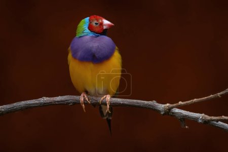 Photo for Gouldian finch, Chloebia gouldiae, rainbow bird from north of Australia. Red, blue, violet yellow bird sitting on the branch in the nature habitat. Birdwatching in Australia. - Royalty Free Image