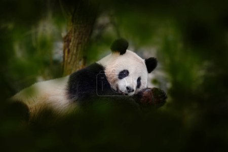 Foto de El comportamiento del oso panda en el hábitat natural. Retrato Panda gigante, Ailuropoda melanoleuca, alimentándose de árbol de bambú en vegetación verde. Detalle retrato de lindo animal entre los árboles, la naturaleza la vida silvestre. - Imagen libre de derechos