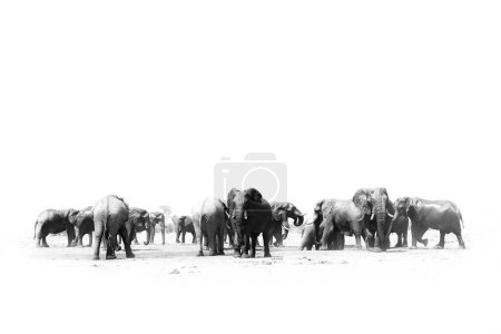 Elefantes Savuti. Foto de arte en blanco y negro de elefante africano, escuchada cerca del agua, colmillo grande de la vista frontal agua potable con levantar el tronco. Vida silvestre escena artística de la naturaleza, Botswana