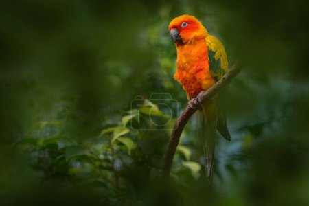 Photo for Sun parakeet conure, Aratinga solstitialis, red orange parrot native in Venezueala and Guana, northeastern South America. Aratinga sitting in the green vegetation. Wildlife nature. - Royalty Free Image