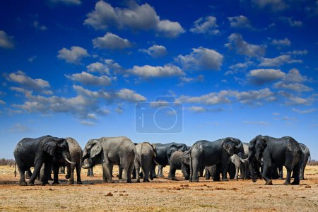 Grupa stada słoni w pobliżu wodopoju, błękitne niebo z chmurami. Słoń afrykański, Savuti, Chobe NP w Botswanie. Scena przyrodnicza z natury, słoń w siedlisku, Afryka.