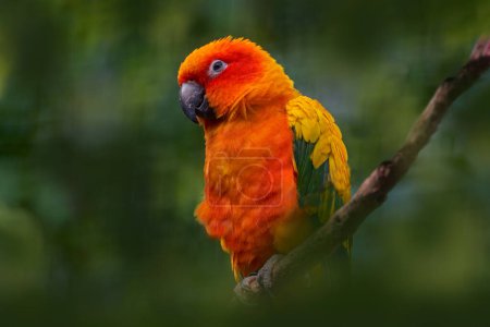 Photo for Sun parakeet or sun conure, Aratinga solstitialis, parrot native to northeastern South America. Orange red parrot in the green forest vegetation, Venezuela in South America, nature wildlife. - Royalty Free Image