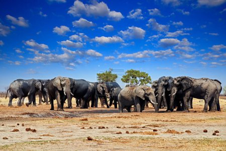 Téléchargez les photos : Éléphant d'Afrique, Savuti, Chobe NP au Botswana. Scène animalière de la nature, éléphant en habitat, Afrique. Groupe de troupeaux Elepahnt près du trou d'eau, ciel bleu avec nuages. - en image libre de droit