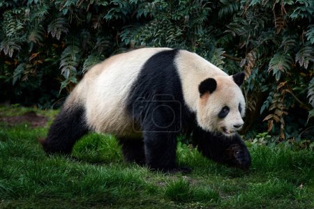 Foto de Panda paseo en vegetación verde del bosque. Escena de vida silvestre de la naturaleza China. Retrato del panda gigante alimentándose de bambú en el bosque. Bonito oso blanco y negro con sonrisa. Imagen divertida de la naturaleza asiática. - Imagen libre de derechos