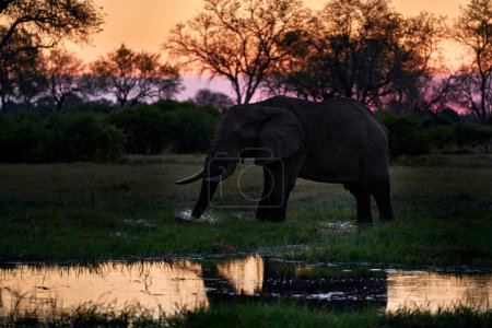 Photo for Nature in Africa. Elephant in the Khwai River, Moremi Reserve in Botswana. River sunset with green vegetation and big tusk alone elephant. Wildlife in Africa, animal in the water. - Royalty Free Image