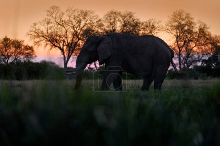 Foto de Naturaleza en África. Elefante en el río Khwai, Reserva Moremi en Botswana. Puesta de sol del río con vegetación verde y gran colmillo solo elefante. Vida silvestre en África, animales en el agua. - Imagen libre de derechos
