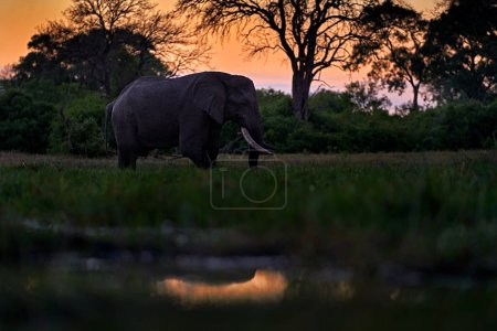Foto de Puesta de sol, elefante Khwai bebiendo. Un gran animal en el viejo bosque. noche luz naranja, puesta de sol. Escena mágica de vida silvestre en la naturaleza. Puesta de sol, elefante alimentando la rama del árbol. Mañana fría en la naturaleza, África. - Imagen libre de derechos