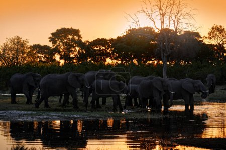 Téléchargez les photos : La nature en Afrique. Éléphant dans la rivière Khwai, réserve de Moremi au Botswana. Coucher de soleil sur la rivière avec végétation verte et grosse défense seul éléphant. Faune en Afrique, animal dans l'eau. - en image libre de droit