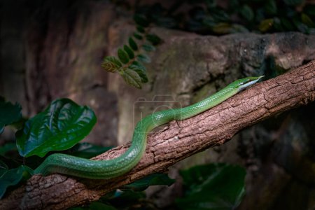 Nashornrattennatter, Gonyosoma boulengeri, Viper aus Vietnam und China. Grüne Schlange in der Vegetation. Asiatische Tierwelt. 