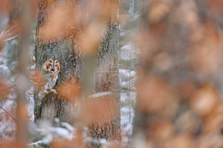 Foto de Búho tawny escondido en el bosque de otoño, sentado en el tronco del árbol en el hábitat del bosque oscuro. Hermoso animal en la naturaleza. Pájaro en el bosque de Alemania. Vida silvestre de otoño en el Bosque. Hojas de naranja con pájaro. - Imagen libre de derechos