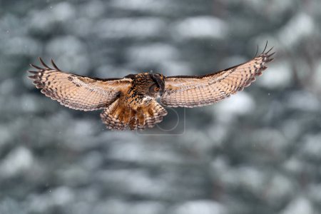 Foto de Invierno nieve fauna. Búho águila eurasiática volador con alas abiertas con copos de nieve en el bosque nevado durante el frío invierno. Escena de vida silvestre de Alemania en Europa. Búho grande en el hábitat natural. - Imagen libre de derechos