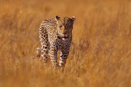 Foto de Leopardo en Savuti, Chobe NP en Botswana. Africa wildlife. Gato salvaje escondido en la vegetación verde. Leopardo en la naturaleza, acostado bajo el árbol. - Imagen libre de derechos