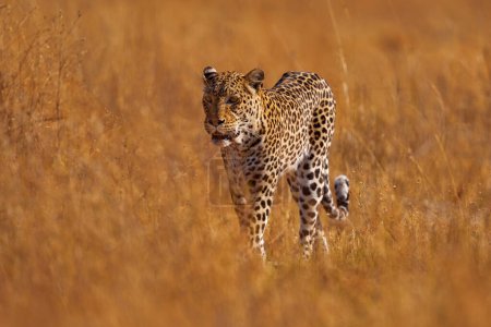 Foto de Gato salvaje escondido en la vegetación dorada. Leopardo en la naturaleza, luz del atardecer. Leopardo en Savuti, Chobe NP en Botswana. África vida silvestre. - Imagen libre de derechos