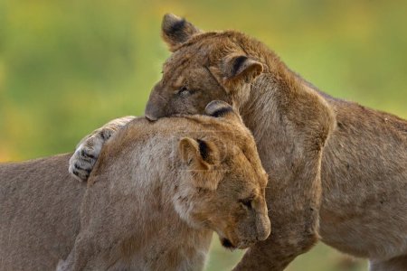 Téléchargez les photos : Jeune combat de lions dans la nature, détail en gros plan, Okavango au Botswana, Afrique. - en image libre de droit