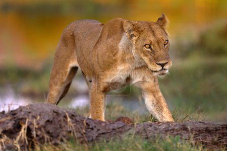 Téléchargez les photos : Safari en Afrique. Grand jeune lion en colère du delta de l'Okavango, Botswana. Lion africain marchant dans l'herbe, avec une belle lumière du soir. Scène animalière de la nature. Animal dans l'habitat. - en image libre de droit
