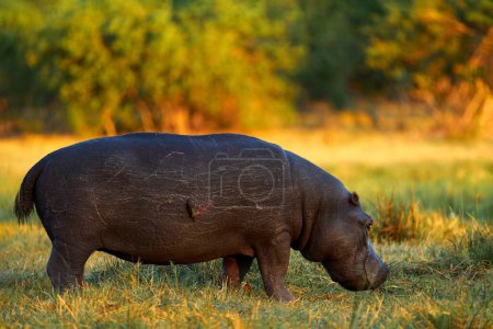 Photo for African Hippopotamus, Hippopotamus amphibius capensis, Okavango delta, Botswana in Africa. Hippo with injury bloody scar in the skin. Dangerous big animal in the water. Wildlife scene from nature. - Royalty Free Image