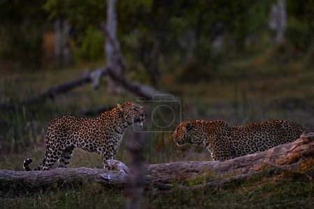 Zweikampf der Leoparden, zwei Männchen im natürlichen Lebensraum, Fluss Khwai, Moremi in Botswana. Tierverhalten, Wildkatze in der Vegetation, Wildtiere in Afrika.