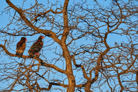 Téléchargez les photos : Aigle bateleur, Terathopius ecaudatus, couple d'oiseaux de proie bruns et noirs dans l'habitat naturel, assis sur la branche, Kgalagadi, Botswana, Afrique. Scène animalière de la nature. Belle soirée lumière sombre. - en image libre de droit