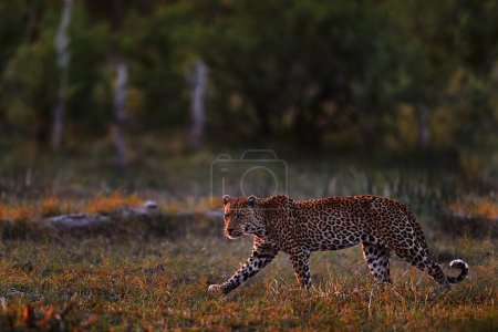 Leopardensonnenuntergang, Spaziergang. Leopard, Panthera pardus shortidgei, natürlicher Lebensraum, große Wildkatze im natürlichen Lebensraum, sonniger Tag in der Savanne, Okavango-Delta Botswana. Wilde Natur. Afrikanische Tierwelt.