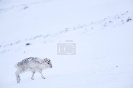 Photo for Svalbard wild Reindeer, Rangifer tarandus, with massive antlers in snow, Svalbard, Norway. Svalbard caribou, wildlife scene from nature, winter in the Actic. Winter landscape with reindeer. - Royalty Free Image