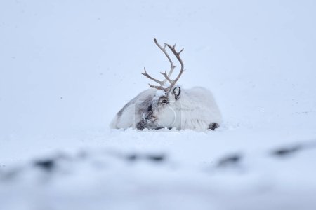 Téléchargez les photos : Renne sauvage du Svalbard, Rangifer tarandus, avec des bois massifs dans la neige, Svalbard, Norvège. caribou du Svalbard, scène animalière de la nature, hiver dans l'Actique. Paysage hivernal avec rennes. - en image libre de droit