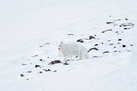 Photo for Polar fox in snow stone habitat, winter landscape, Svalbard, Norway. Beautiful white animal in the snow. Wildlife action scene from nature, Vulpes lagopus, Mammal from Europe. Find the fox. - Royalty Free Image