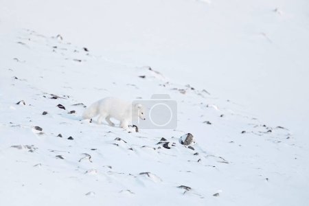 Photo for Polar fox with deer carcass in snow habitat, winter landscape, Svalbard, Norway. Beautiful white animal in the snow. Wildlife action scene from nature, Vulpes lagopus, Mammal from Europe - Royalty Free Image