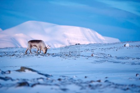 Photo for Arctic. Winter landscape with reindeer. Wild Reindeer, Rangifer tarandus, with massive antlers in snow, Svalbard, Norway. Svalbard deer on rocky mountain. Wildlife scene from nature, pink blue sunset. - Royalty Free Image