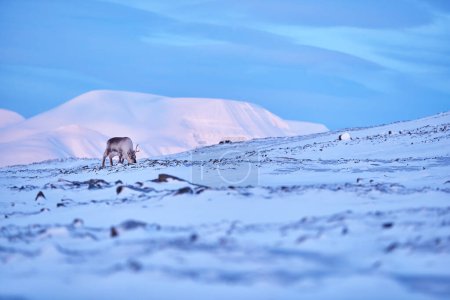 Foto de Ártico. Paisaje invernal con renos. Reno salvaje, Rangifer tarandus, con astas enormes en la nieve, Svalbard, Noruega. Ciervo Svalbard en montaña rocosa. Escena de vida silvestre de la naturaleza, puesta de sol azul rosa. - Imagen libre de derechos