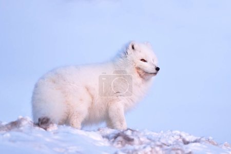Téléchargez les photos : Renard polaire avec carcasse de cerf dans l'habitat enneigé, paysage hivernal, Svalbard, Norvège. Bel animal blanc dans la neige. Scène d'action animalière de la nature, Vulpes lagopus, mammifère d'Europe - en image libre de droit
