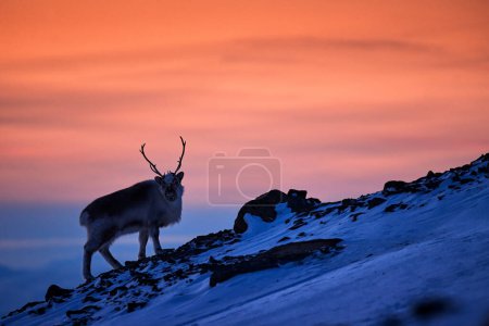 Téléchargez les photos : Lever de soleil arctique. Lumière orange avec rennes. Renne sauvage, Rangifer tarandus, avec des bois massifs dans la neige, Svalbard, Norvège. Cerf de Svalbard sur une montagne rocheuse. Nature sauvage, coucher de soleil orange d'hiver. - en image libre de droit