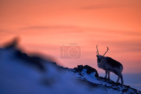 Photo for Arctic sunrise. Orange light with reindeer. Wild Reindeer, Rangifer tarandus, with massive antlers in snow, Svalbard, Norway. Svalbard deer on rocky mountain. Wildlife nature, winter orange sunset. - Royalty Free Image