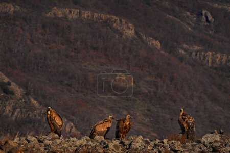 Téléchargez les photos : Montagne rocheuse avec groupe de vautours. Paysage en pierre avec oiseaux. Griffon Vulture, Gyps fulvus, gros oiseaux de proie assis sur une montagne rocheuse, habitat naturel, Madzarovo, Bulgarie, Rhodopes orientaux. - en image libre de droit