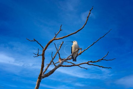 Foto de Vanga de cabeza blanca, Artamella viridis, pájaro blanco en la rama del árbol con cielo azul, bosque Kirindy en Madagascar. Vanga: ave endémica en el hábitat natural. Naturaleza de la viuda. Animal de Madagascar. - Imagen libre de derechos