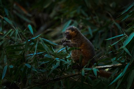 Photo for Eastern lesser grey bamboo lemur, Hapalemur griseus ranomafanensis, Ranomafana NP, wild monkey in the habitat. Rare endemic lemur from Madagascar in Africa. Nature wildlife. - Royalty Free Image