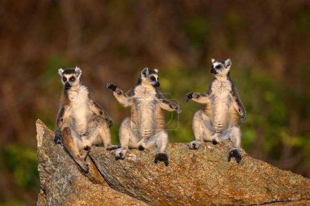 Foto de Familia Lemur. Madagascar fauna, Lemur de cola anillada, familia Lemur catta, tomar el sol en la roca. Animal de Madagascar, África, ojos anaranjados. Parque Natural de Anja. Sol de mono, luz de la mañana. - Imagen libre de derechos