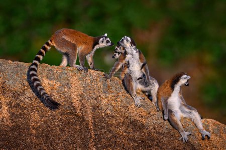 Photo for Madagascar wildlife, monkey two young.  Ring-tailed Lemur, Lemur catta family, cub on the back. Animal from Madagascar, Africa, orange eyes. Evening light sunset,  Anja Nature Park - Royalty Free Image