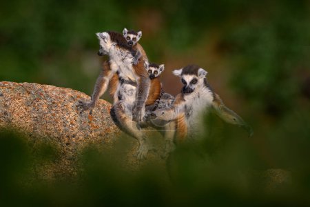 Téléchargez les photos : Madagascar faune, singe deux jeunes. Lémurien à queue cerclée, famille Lemur catta, ourson sur le dos. Animaux de Madagascar, Afrique, yeux orange. Coucher de soleil, Parc naturel d'Anja - en image libre de droit