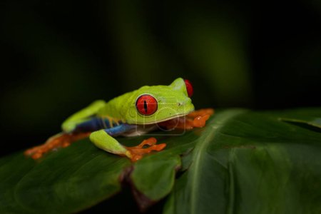Foto de Rana de ojos rojos, Agalychnis callidryas, Costa Rica. Hermosa rana del bosque tropical. Un animal de la selva con licencia verde. Rana con ojo rojo. - Imagen libre de derechos