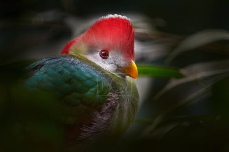 Red-crested turaco, Tauraco erythrolophus, turaco, bird endemic to western Angola. Rare green bird with red head, in the nature habitat, sitting on the branch in Angola, Africa. Wildlife.