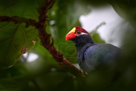 Photo for Violet turaco plantain eater, Musophaga violacea, Senegal, Nigeria in Africa. Bird sitting on the tree branch in the nature habitat. Blue turacoAfrica. Beautiful bird with crest in the forest nature habitat. - Royalty Free Image